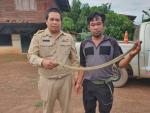 งานป้องกันฯ  ดำเนินการจับงูเห่าพ่นพิษ ณ บ้านเหล่าหมากบ้า  หม