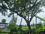 ตัดต้นไม้บ้านหนองแวงใหญ่ หมู่ที่ 4
