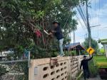 ตัดต้นไม้บ้านบ้านดอนเงิน  หมู่ที่ 12
