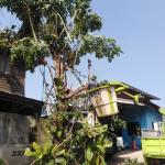 ตัดกิ่งไม้ออกจากสายไฟฟ้า และปกคลุมถนน ทีบ้านหนองแวงใหญ่  ม.5