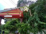 ตัดกิ่งไม้ออกจากประตูโขงวัดและกิ่งไม้พาดสายไฟฟ้า