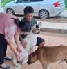 ฉีดวัคซีนป้องกันโรคพิษสุนัขบ้า หมู่ที่ 2 และ 6