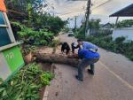 ตัดต้นไม้ที่ล้มทับขว้างถนน​เนื่องจากลมพายุ  ​  หมู่ที่ 4