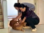 การฉีดวัคซีนป้องกันโรคพิษสุนัขบ้าให้กับสุนัขและแมว  ณ  หมู่ท